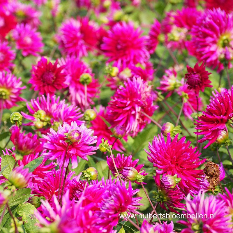 Dahlia’s