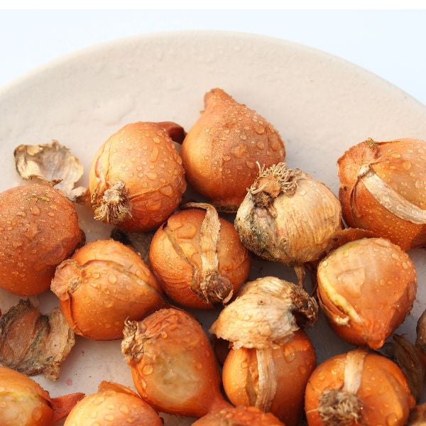 15 Biologische eetbare botanische tulpenbollen