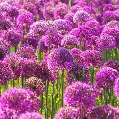 Allium Purple Sensation 5 st. BIO