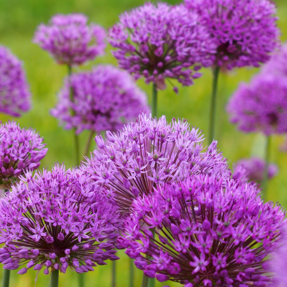 Allium Purple Sensation 5 st. BIO