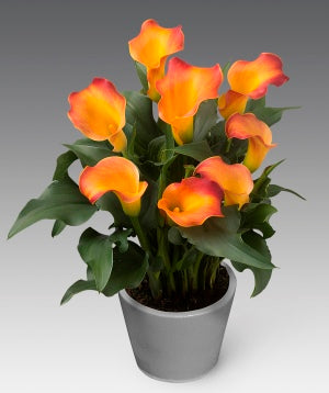 BIO Calla Captain Osorno