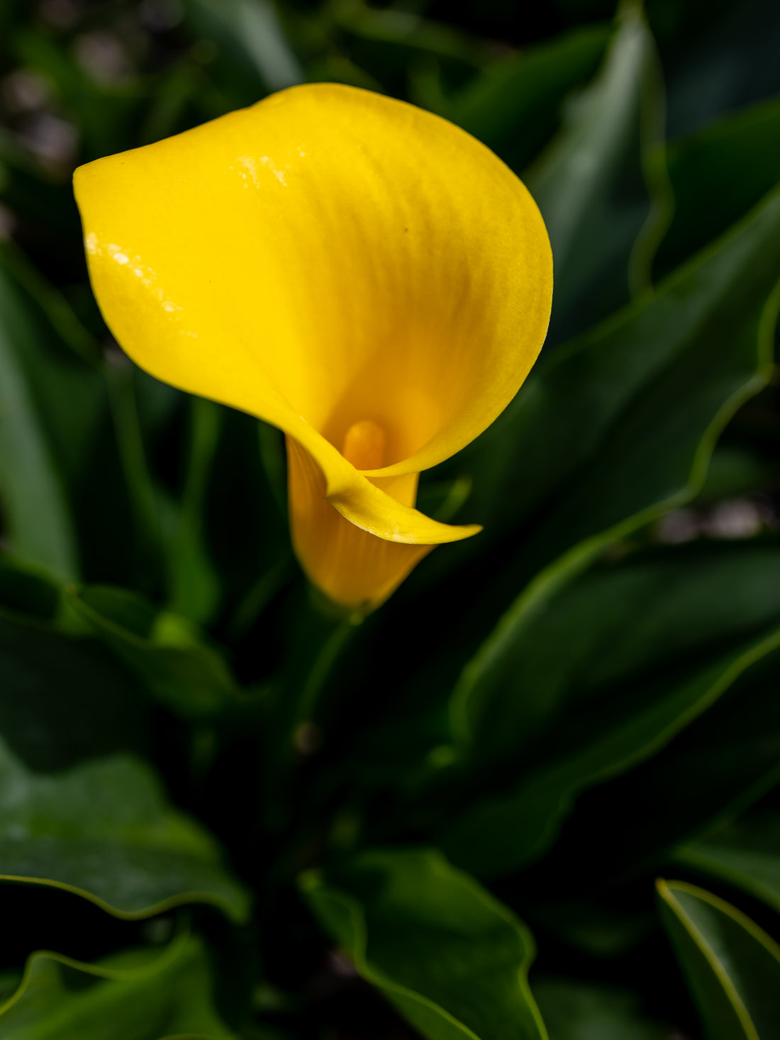 BIO Calla Dutch Gold