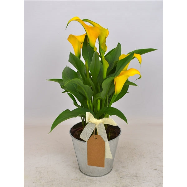 BIO Calla Dutch Gold