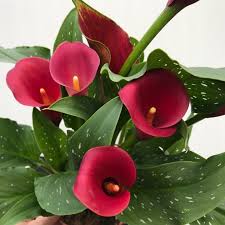 BIO Calla Hawk Eye