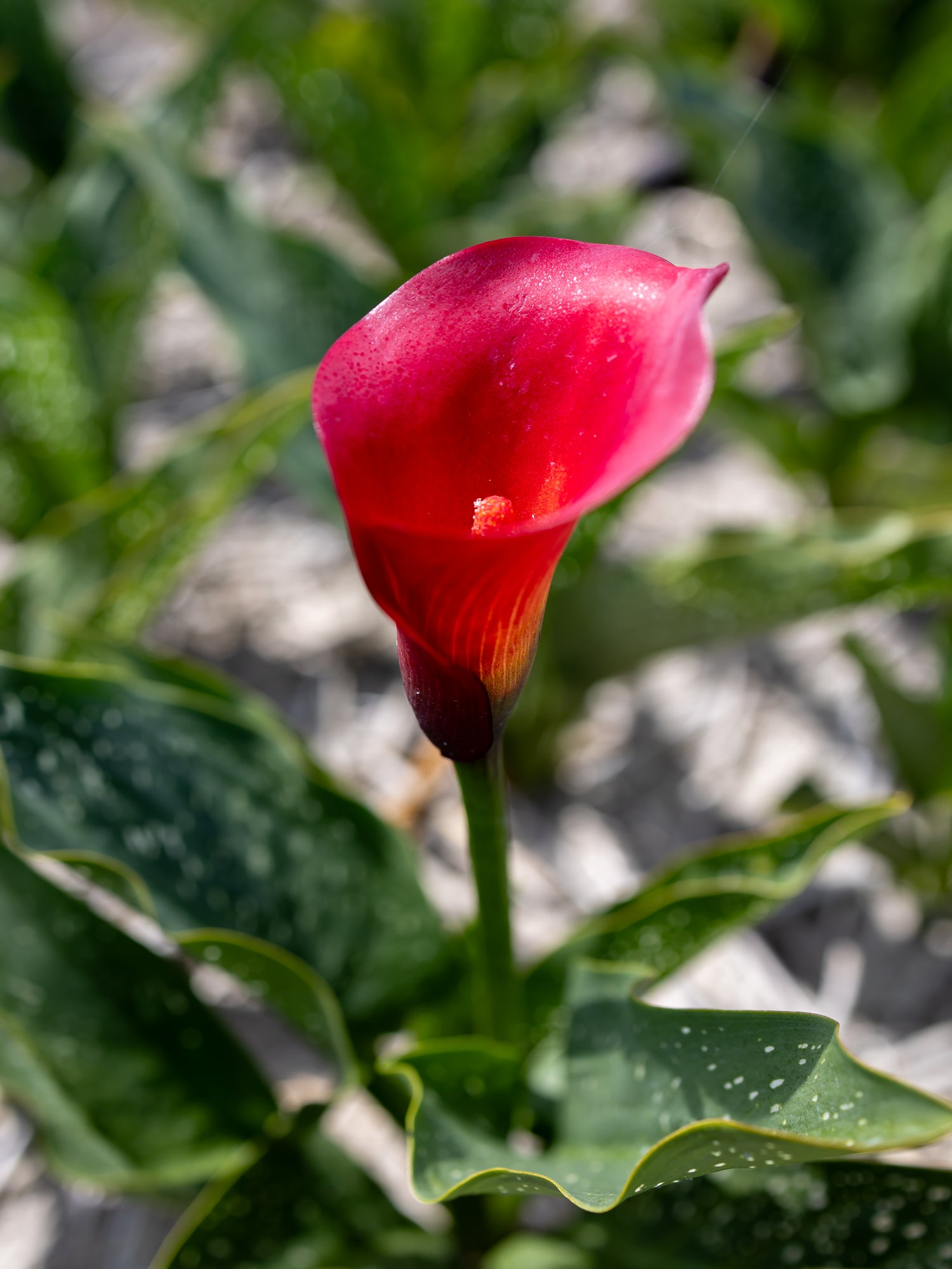 BIO Calla Hawk Eye