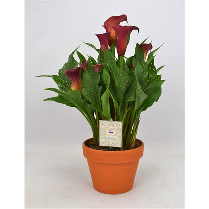 BIO Calla Hawk Eye