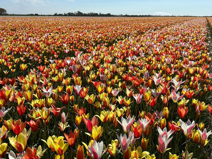 BIO Tulipa Clusiana Super Mix