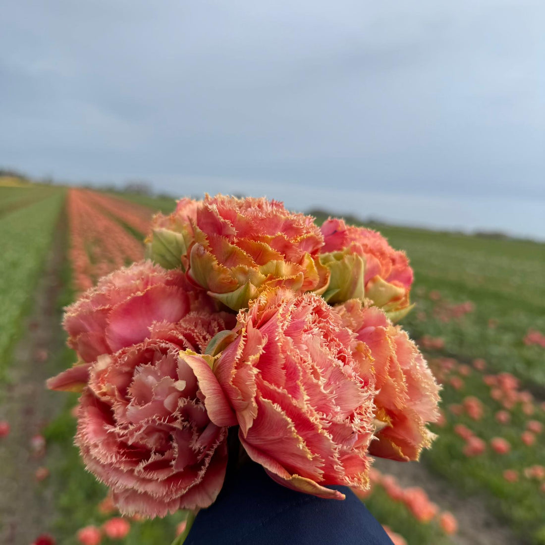 BIO Tulipa Sensual Touch