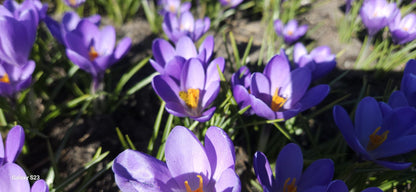 BIO Krokus Violet River