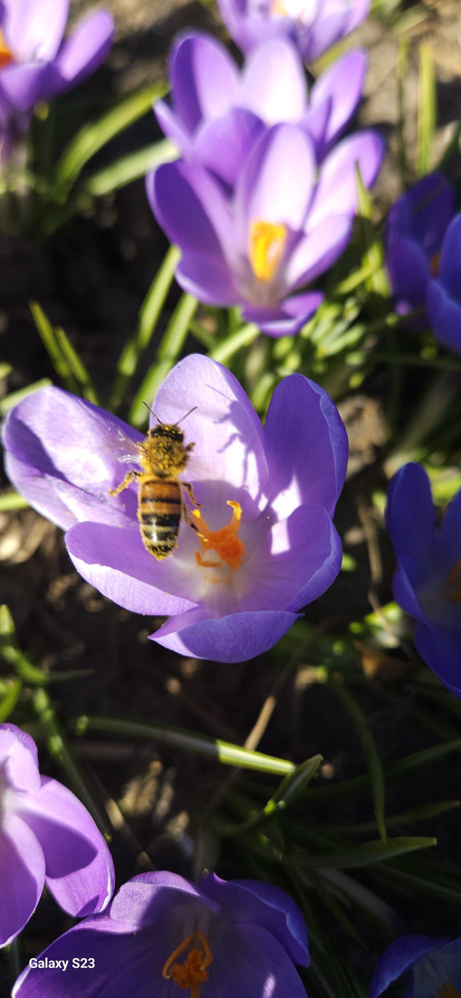 BIO Krokus Violet River