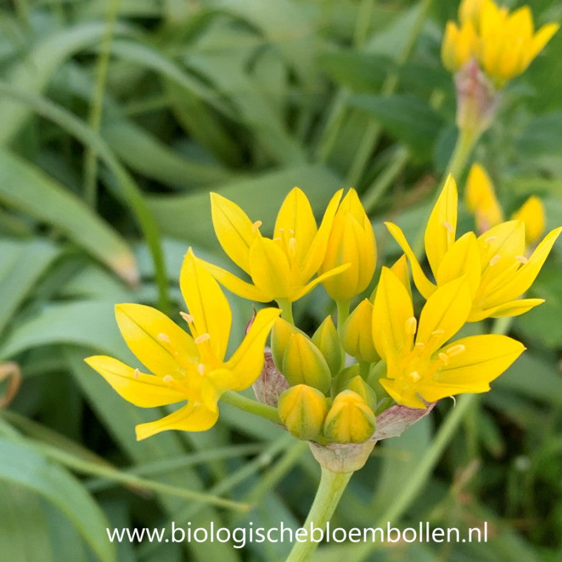 Allium Moly 15 st. BIO