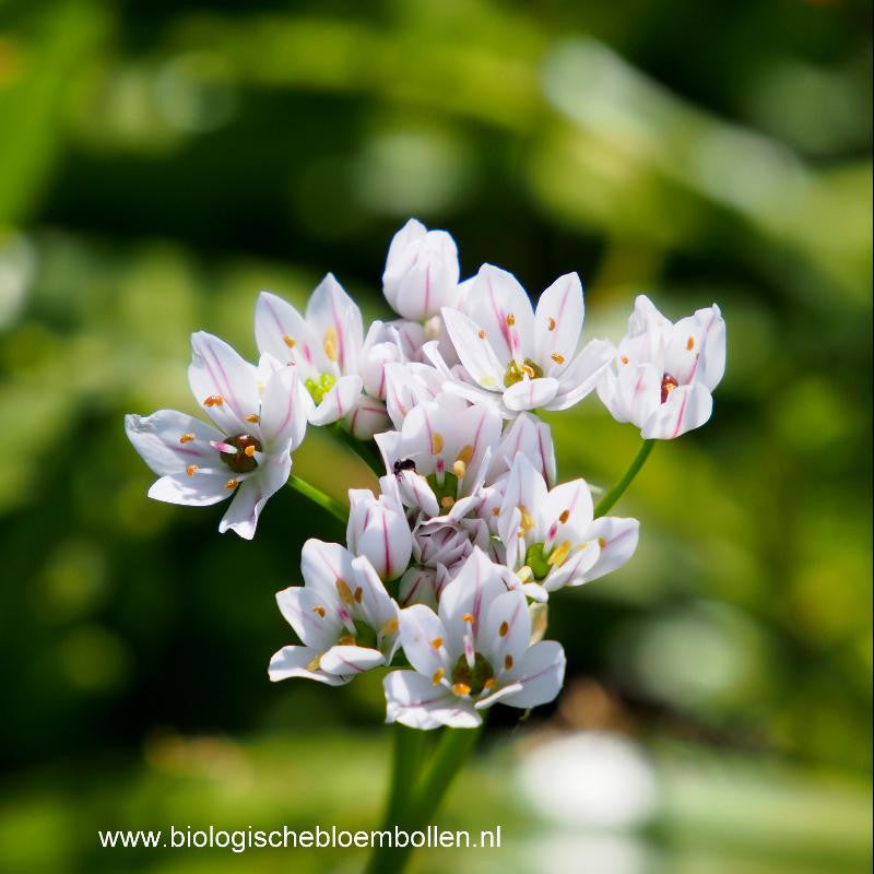 Allium Neapolitanum 15 st. BIO