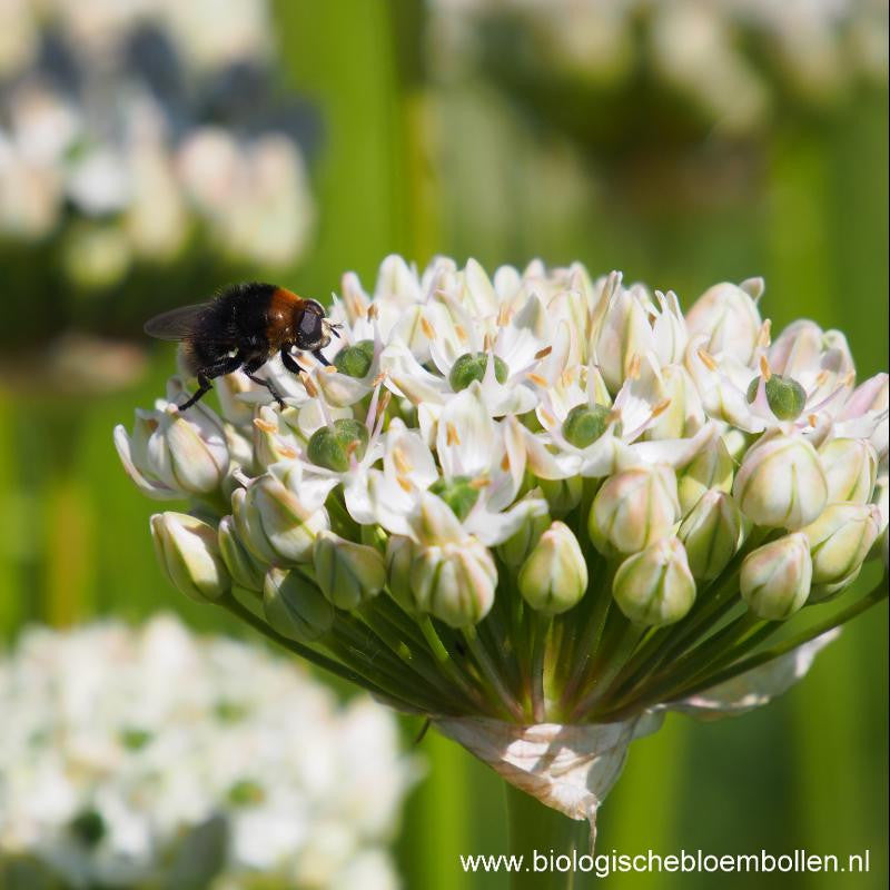 Allium Nigrum 5 st. BIO