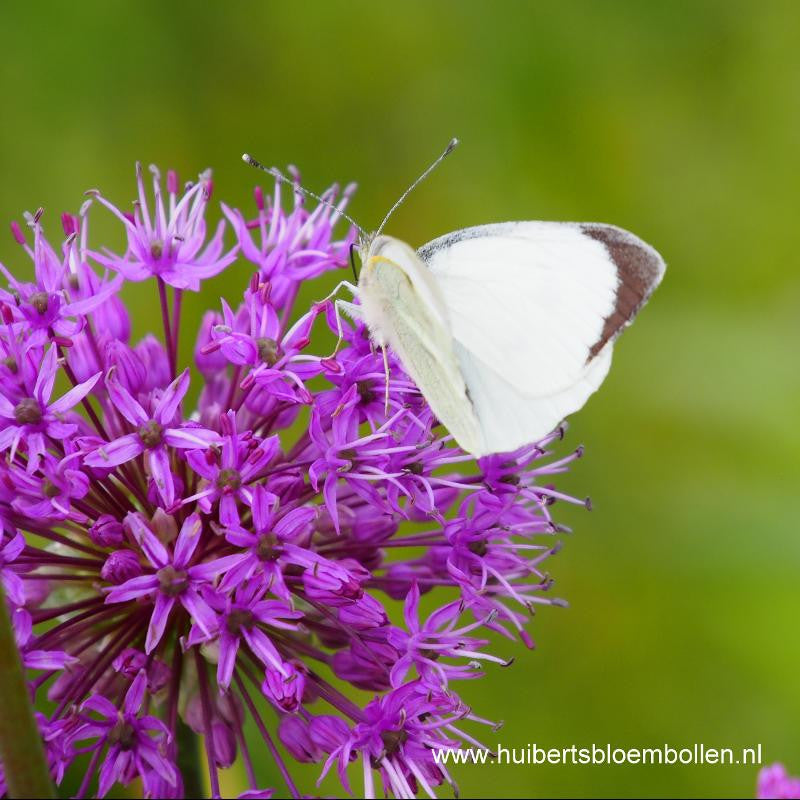 Allium Purple Sensation 5 st. BIO