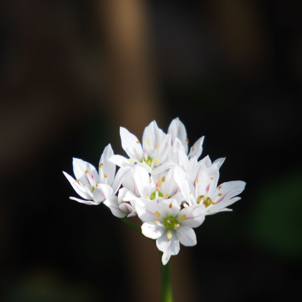 Allium Neapolitanum 15 st. BIO