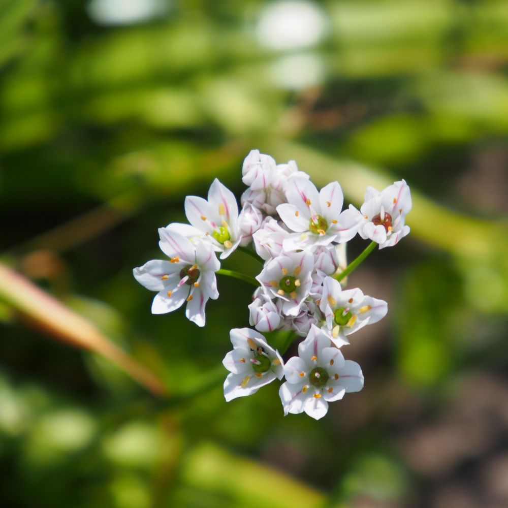 BIO Allium Neapoliatum