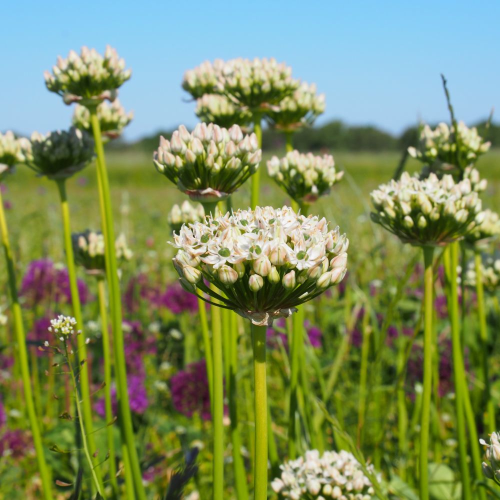 Allium Nigrum 5 st. BIO