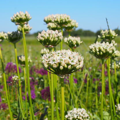 Allium Nigrum 5 st. BIO