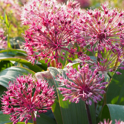 Allium Red Giant Star 5 st. BIO