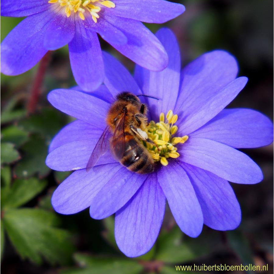 Anemone Blanda Blue Shades 10 st. BIO