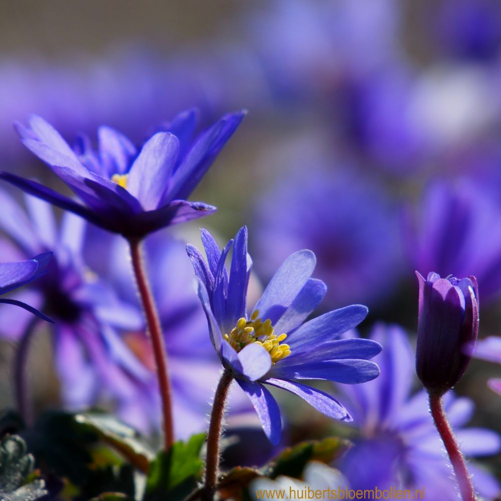 Anemone Blanda Blue Shades 10 st. BIO
