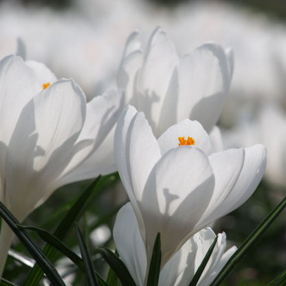 Krokus Jeanne d&