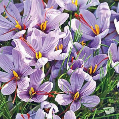Krokus Sativus 10 st. BIO