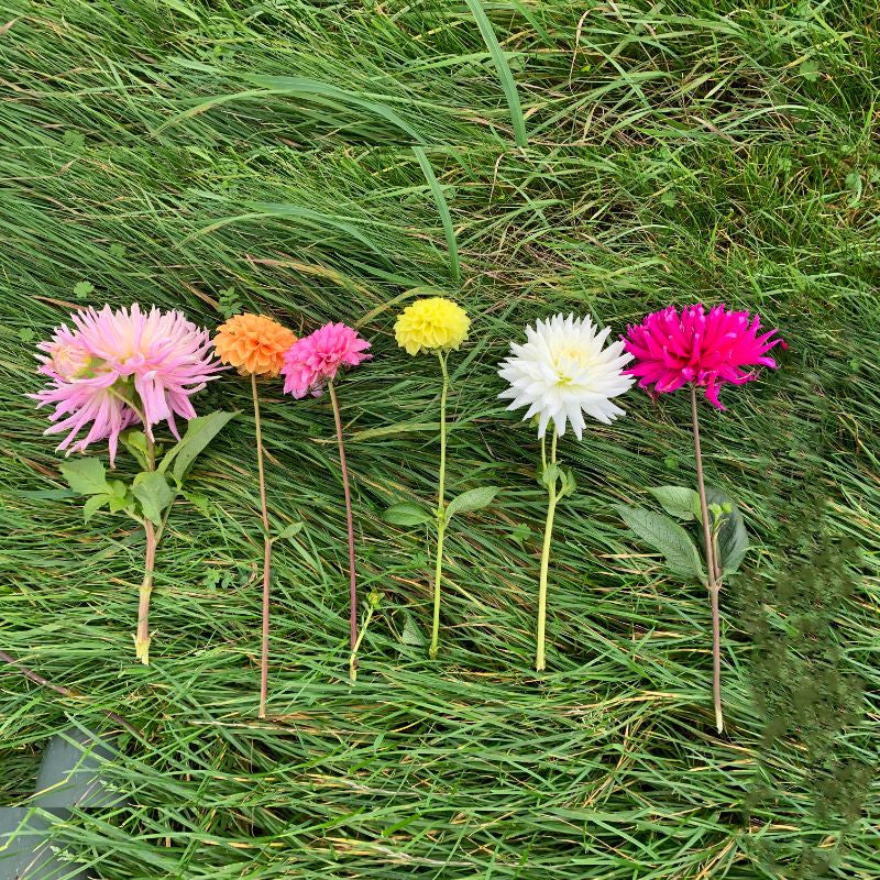 Biologische Plukdahlia&