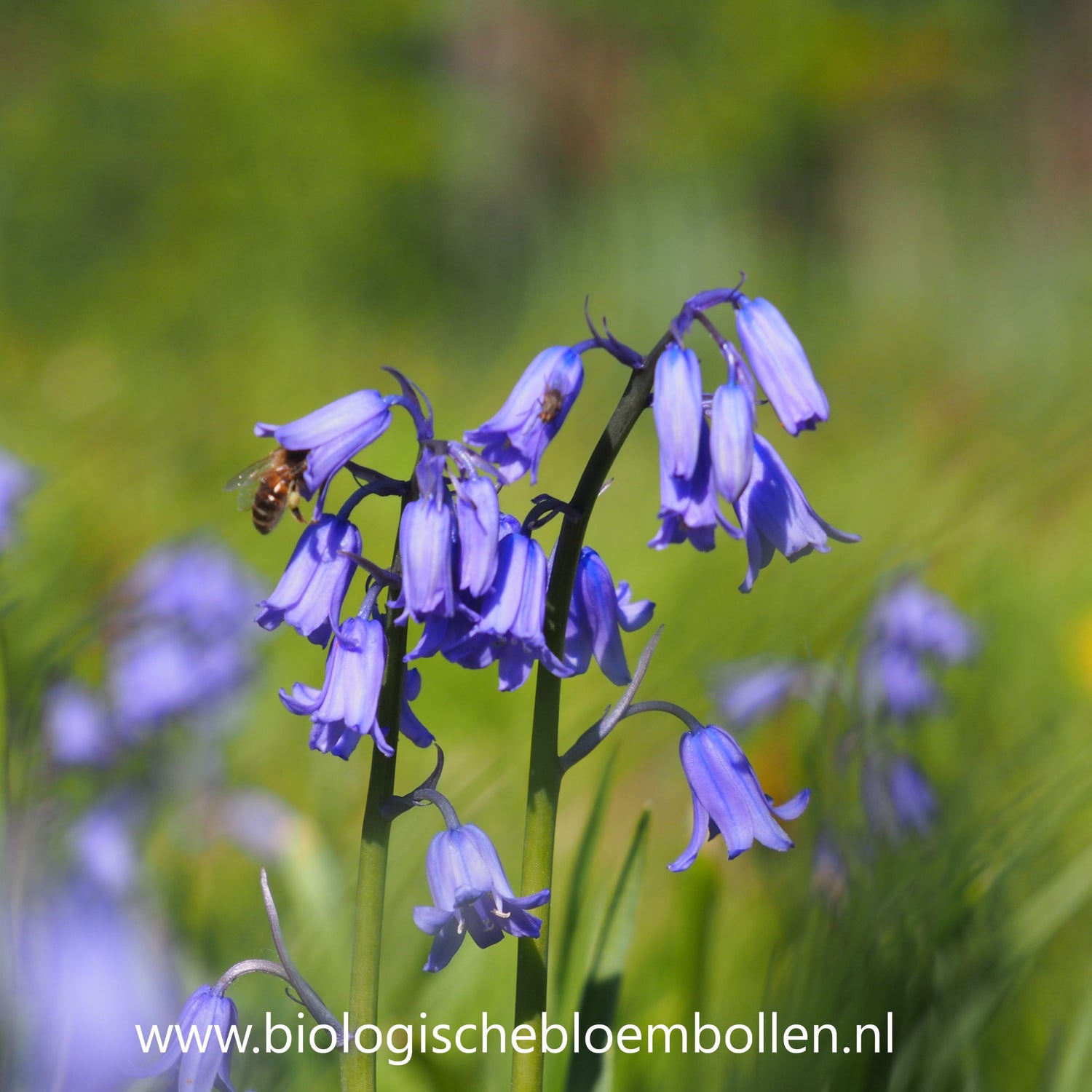 Boshyacint Blauw 10 st. BIO