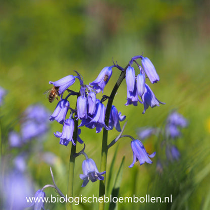 Boshyacint Blauw 10 st. BIO