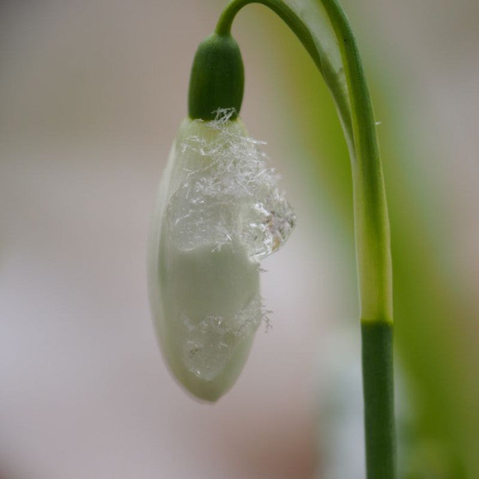 Sneeuwklokje, 5 st. BIO