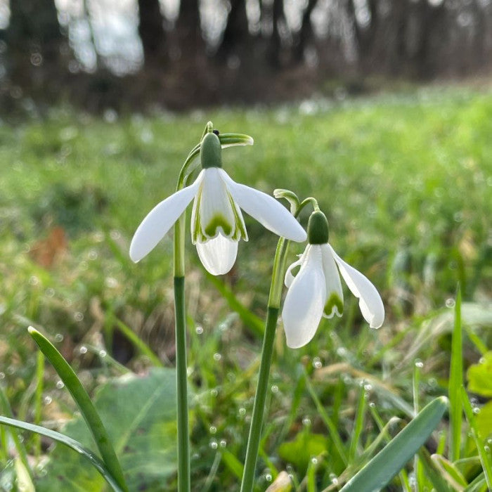 Sneeuwklokje, 5 st. BIO