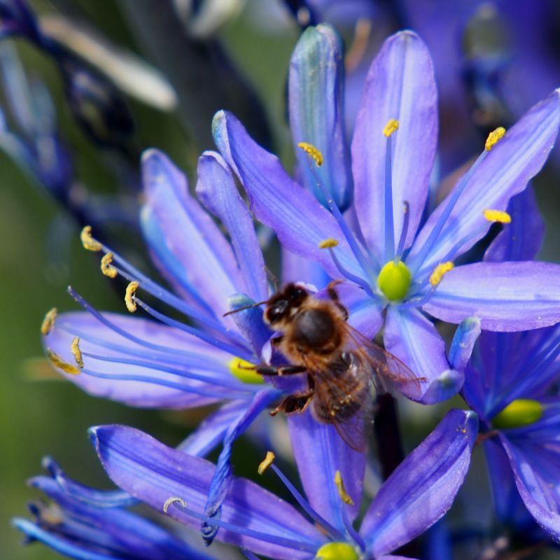 Camassia leichtlinii Caerulea 3 st. BIO