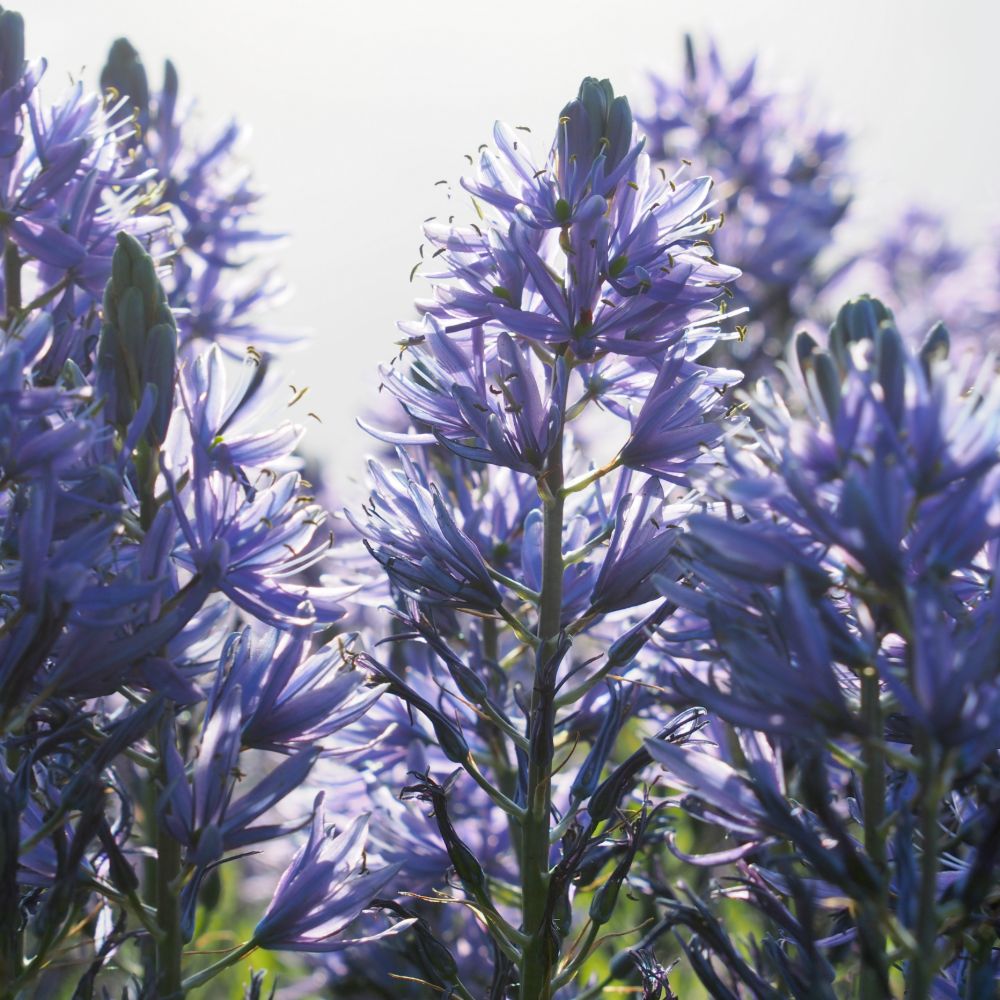 Camassia leichtlinii Caerulea 3 st. BIO