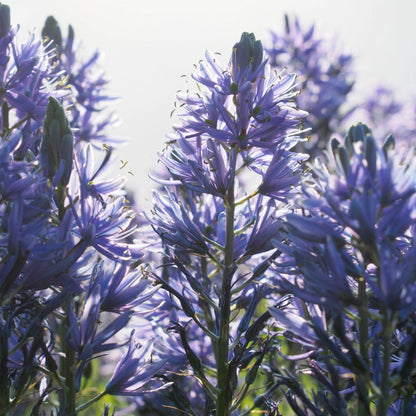 Camassia leichtlinii Caerulea 3 st. BIO