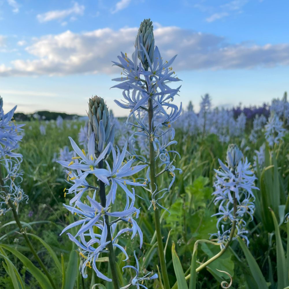 Camassia Cusickii 3 st. BIO