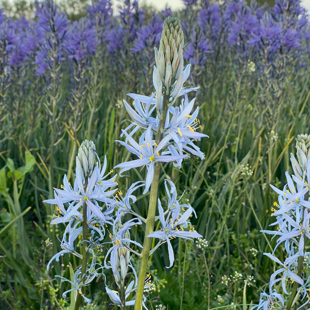 Camassia Cusickii 3 st. BIO