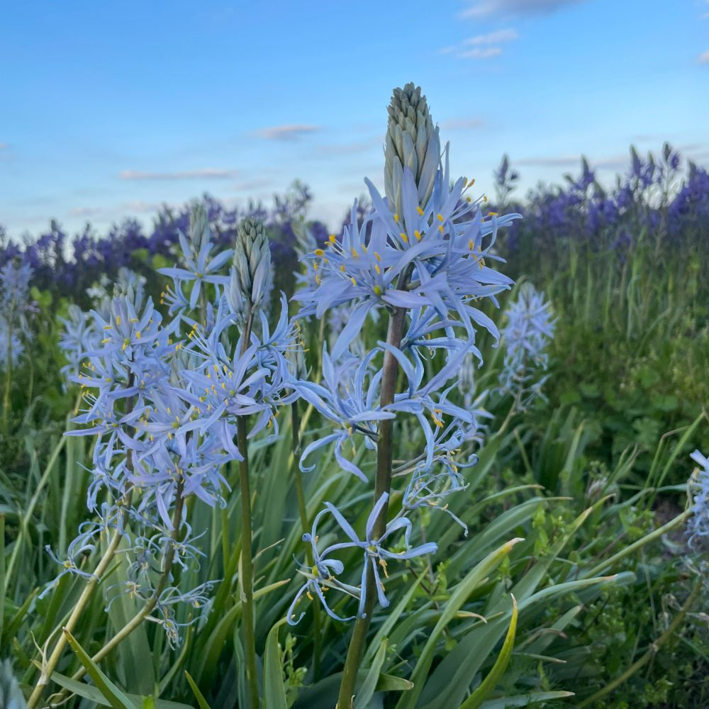 Camassia Cusickii 3 st. BIO