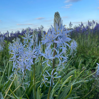 Camassia Cusickii 3 st. BIO