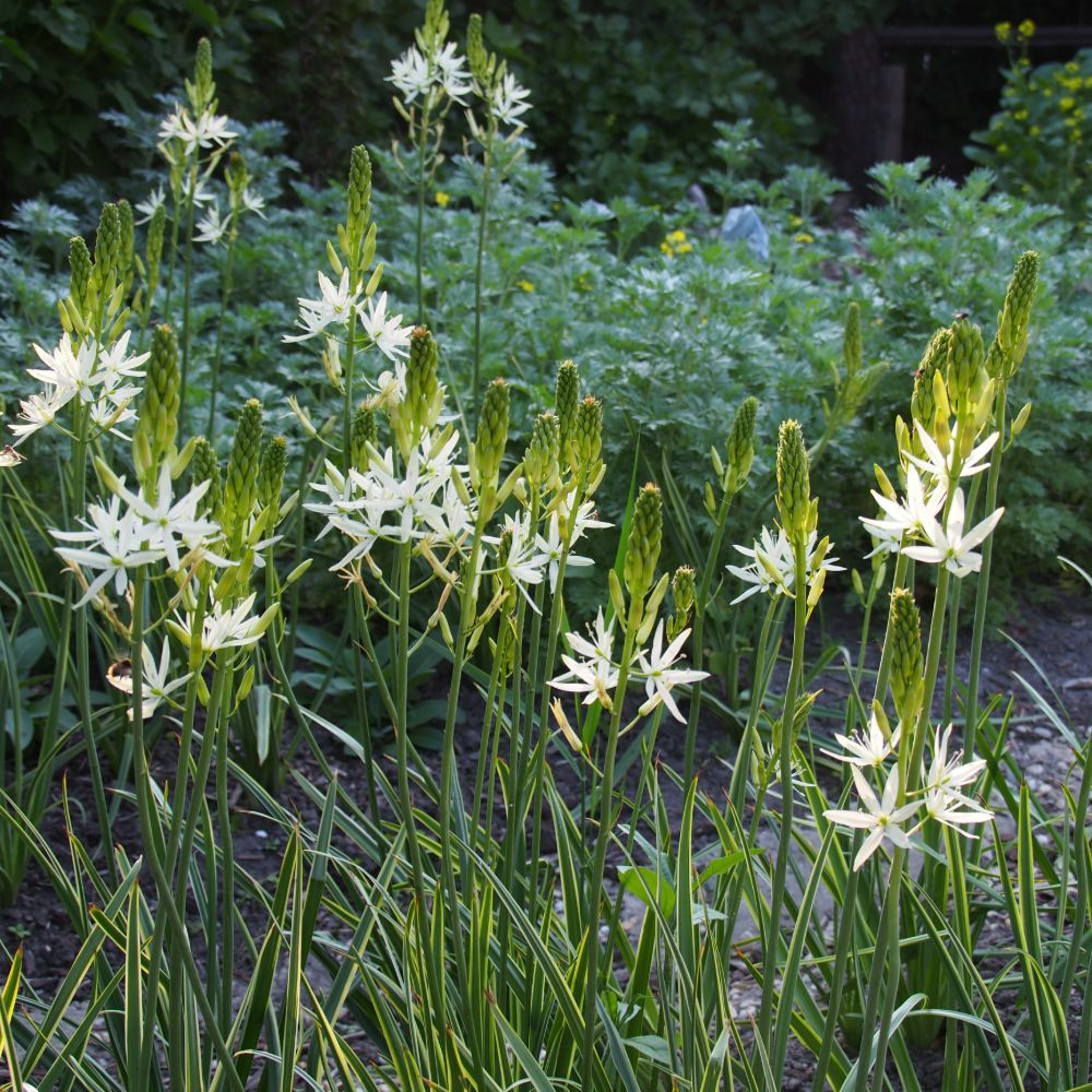Camassia leichtlinii Sacajawea 3 st. BIO