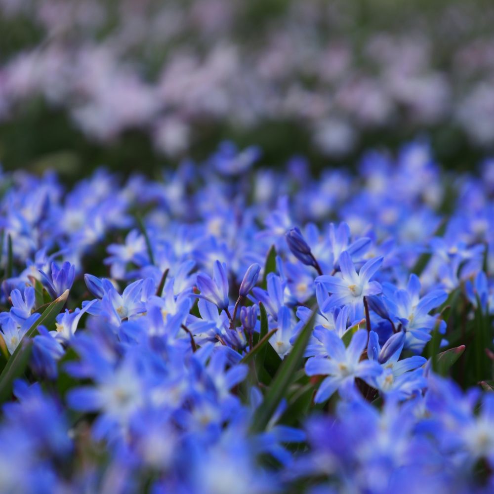 Sneeuwroem Blauw 10 st. BIO