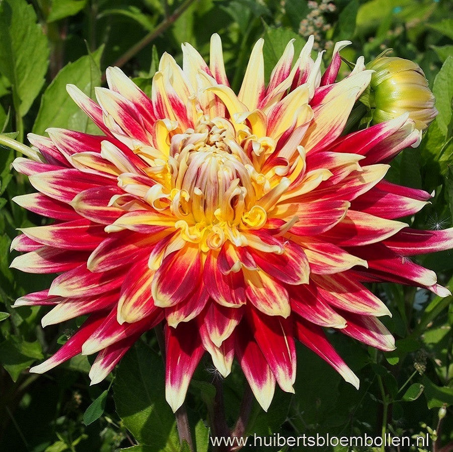 Dahlia Akita - BIO per stuk
