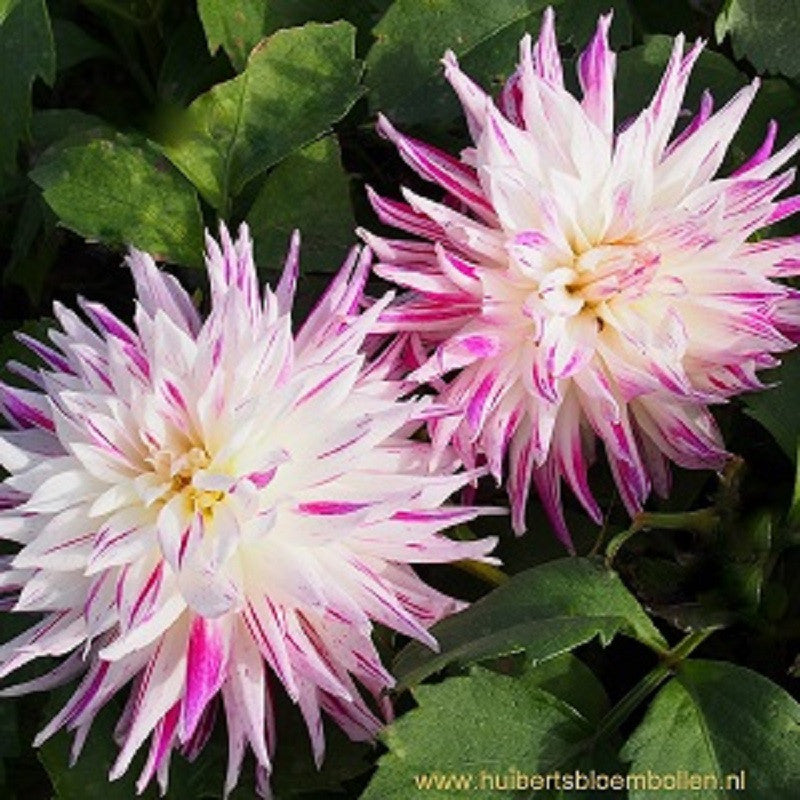 Dahlia Avignon - BIO per stuk