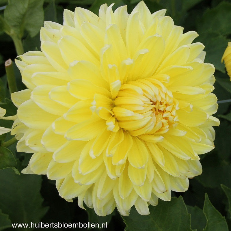 Dahlia Bilbao - BIO per stuk