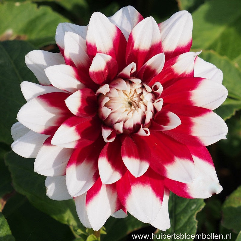 Dahlia Duet - BIO per stuk