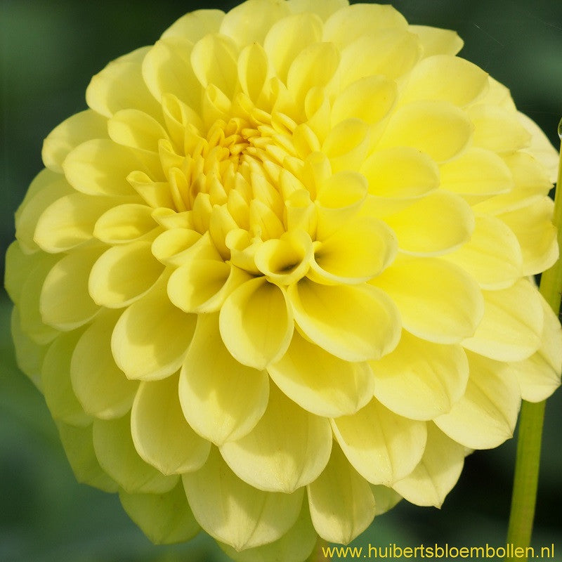 Dahlia Golden Torch - BIO per stuk