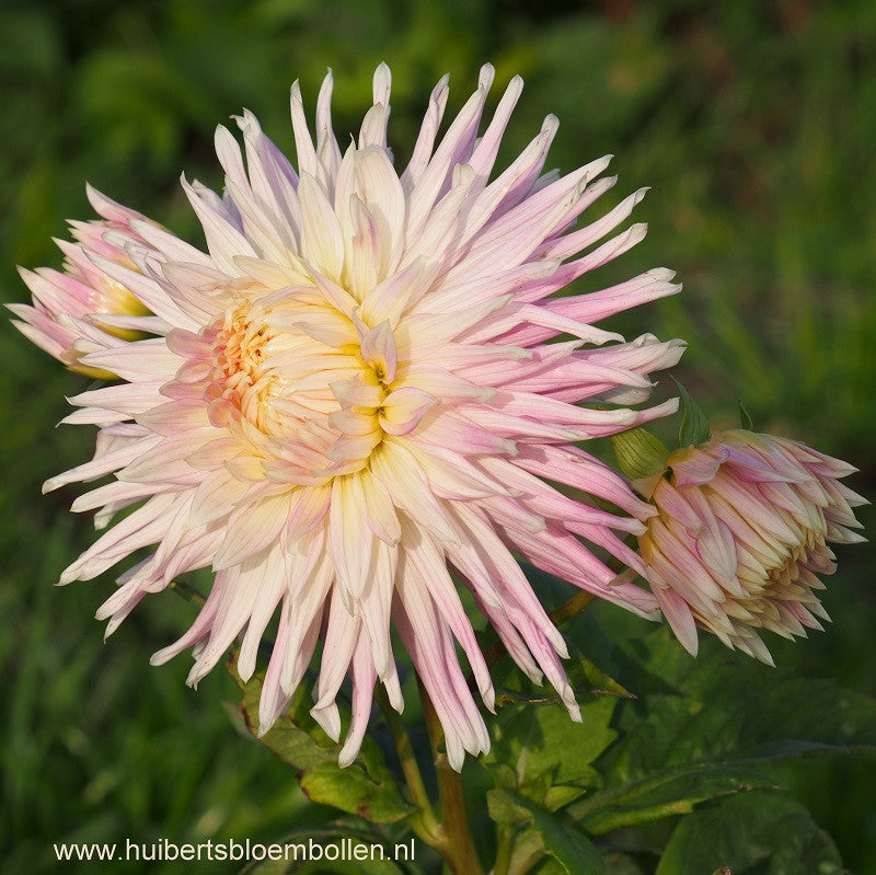 Dahlia Kiev - BIO per stuk