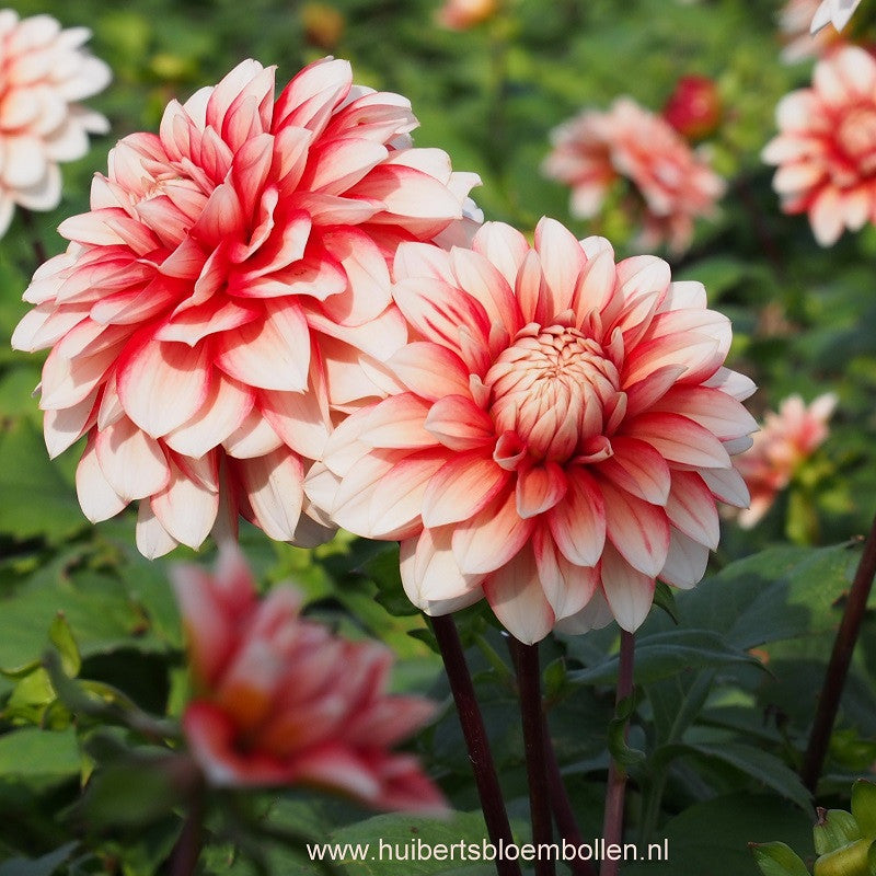 Dahlia Larry&