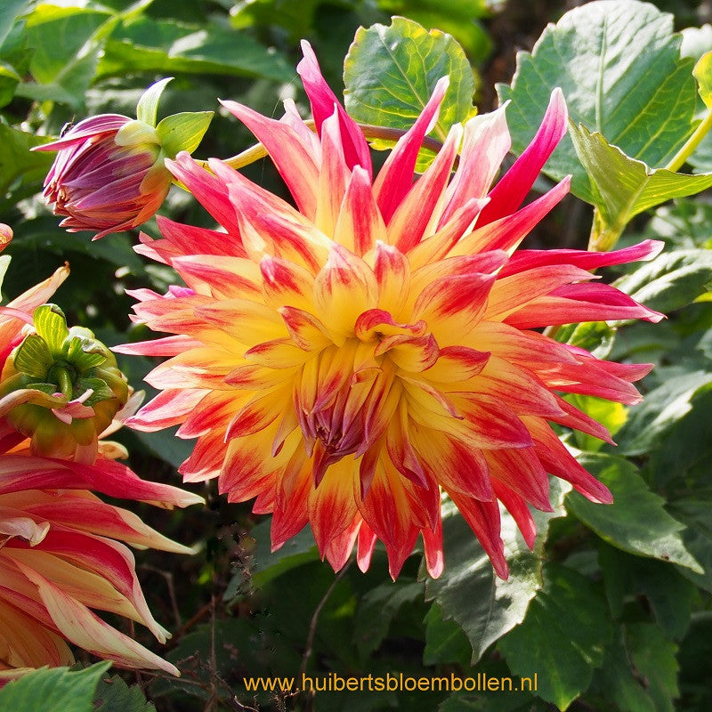 Dahlia Manhattan Island - BIO per stuk