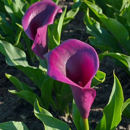 BIO Calla aubergine, per stuk